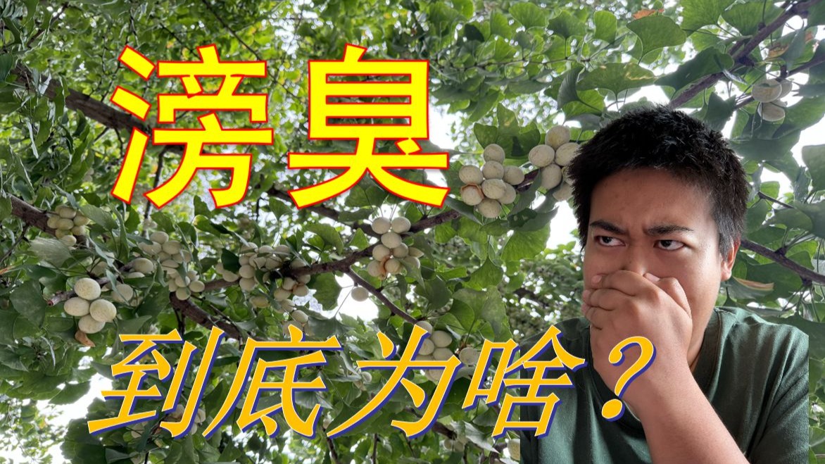 滂臭的银杏！到底为啥这么臭？？？|一平方米的奇迹 第二期