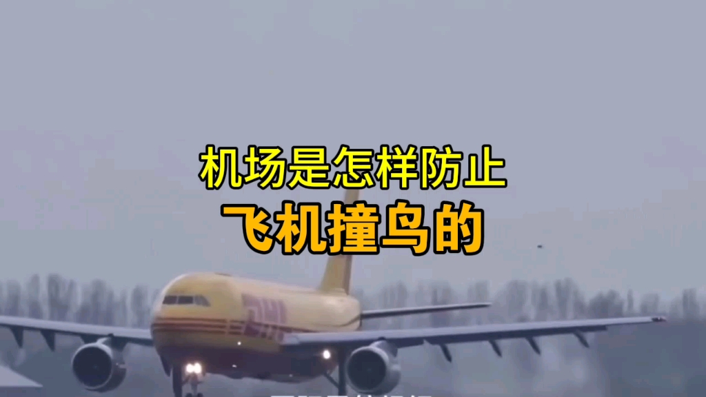 惊！飞机怕小鸟？机场防撞鸟秘籍大公开，装防护罩居然不行？