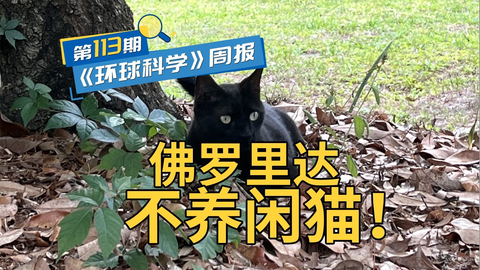 猫猫叼回家两种新病毒，主人欣然接受，速发两篇论文｜《环球科学》