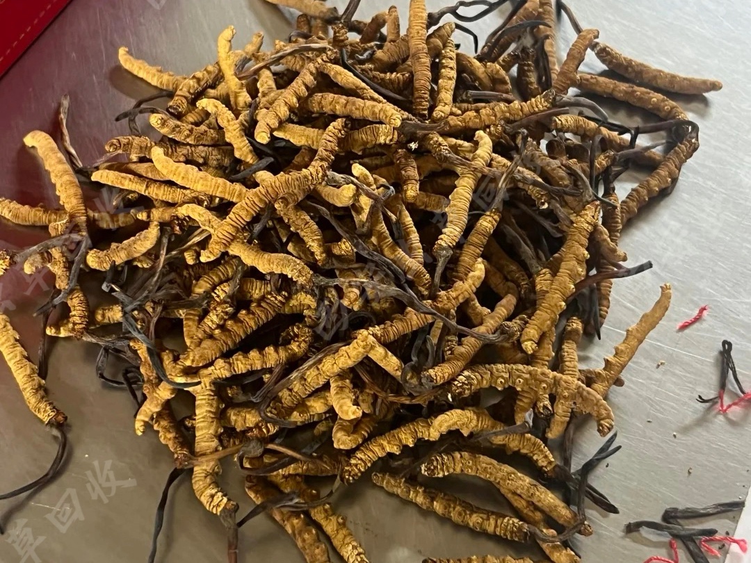 闲置虫草入库回收