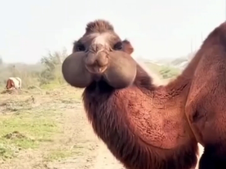 包包驼的嘟嘟嘴