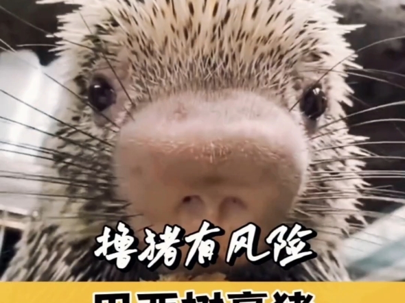 巴西树豪猪的鼻子非常可爱，看到的人都想撸一下，不过，有时候还是