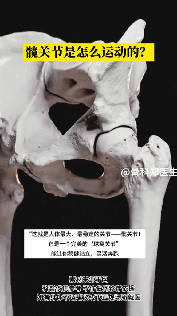 髋关节是怎么运动的？