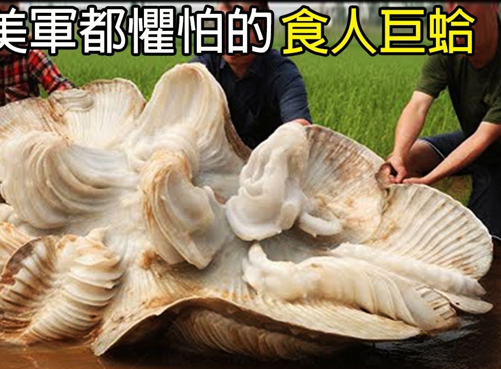 [生物放大镜] 潜水员的恶梦! 巨型食人蛤! | 百年食人蛤城| 