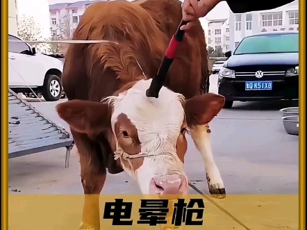 大型屠宰场必备的利器！#科普 #涨知识 #奇闻趣事