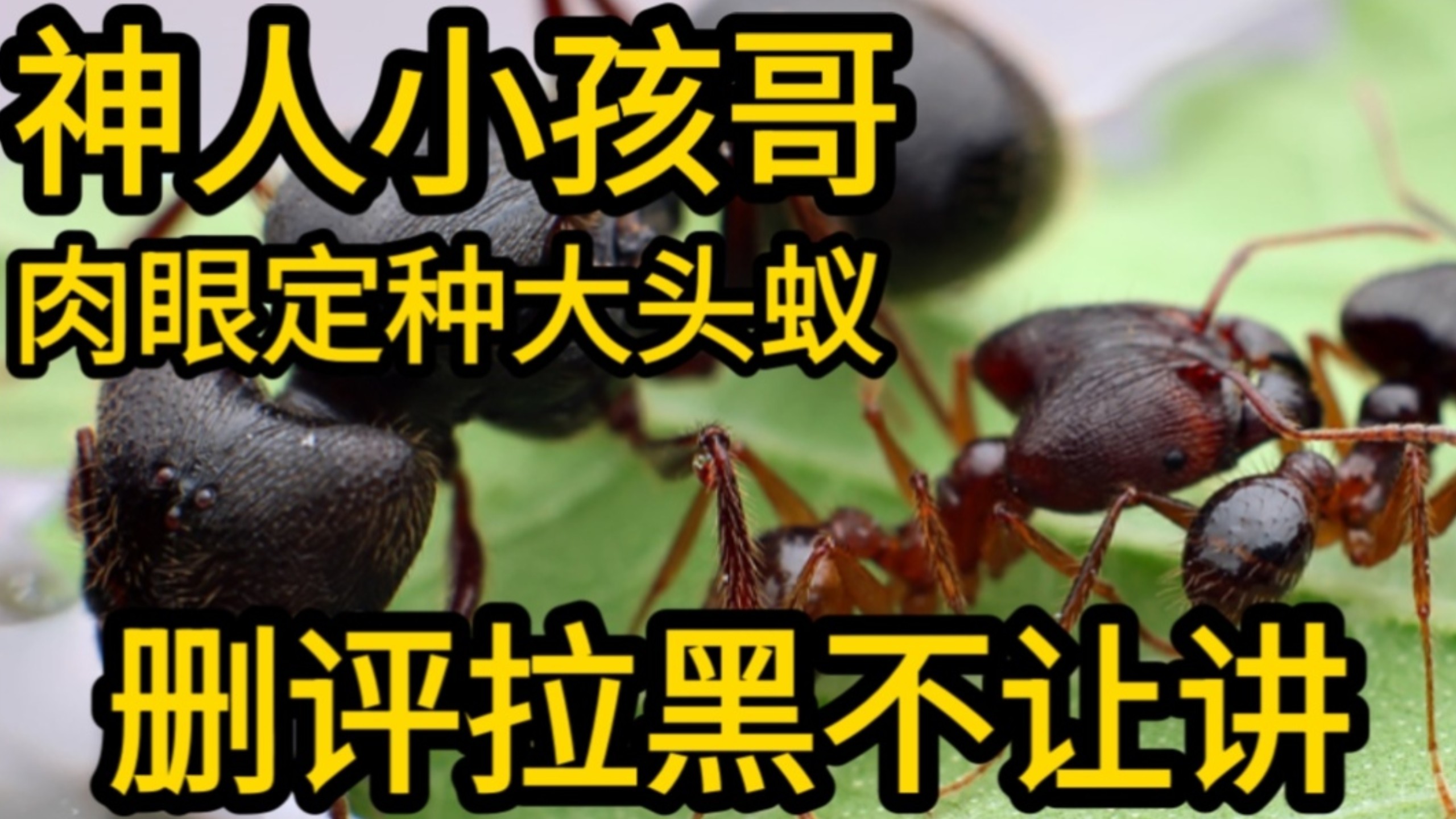 鉴定网络蚂蚁视频15：神人小孩哥乱科普，删评举报不让讲