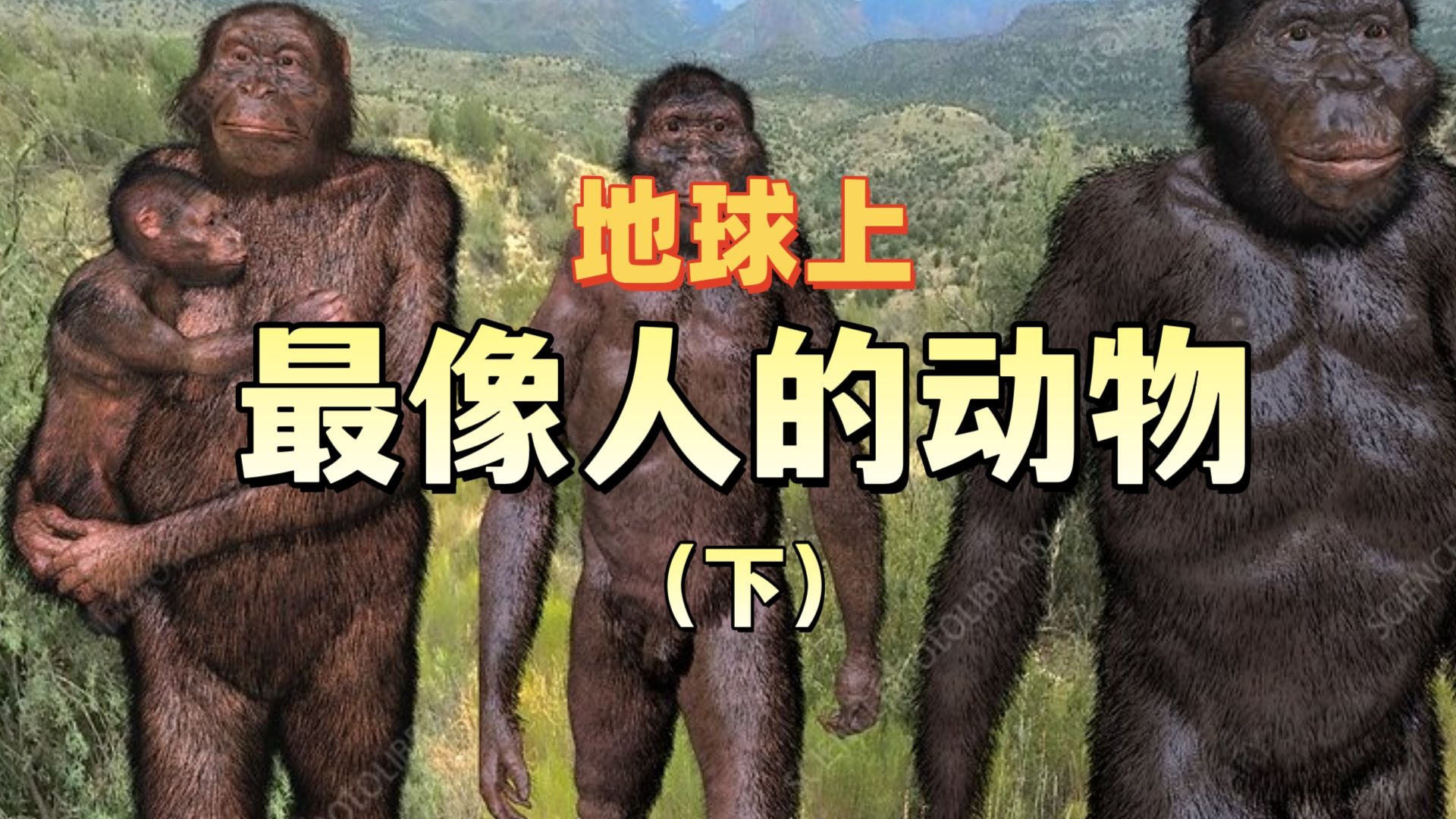 最像人的动物（下集）