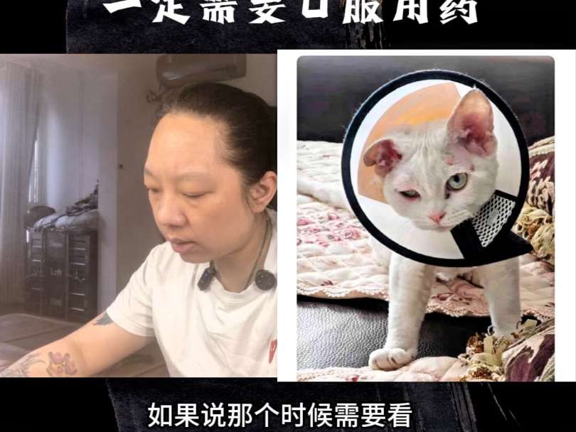 有过敏性皮肤病的猫咪，只要是出现头肿脚肿眼睛肿，建议尽早口服