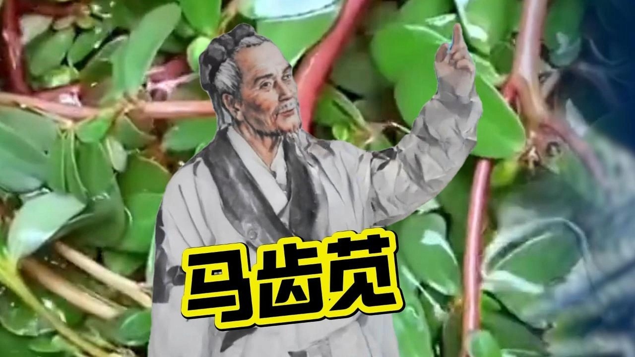 这玩意叫马齿苋，学名Portulaca oleracea，江湖人称五行草