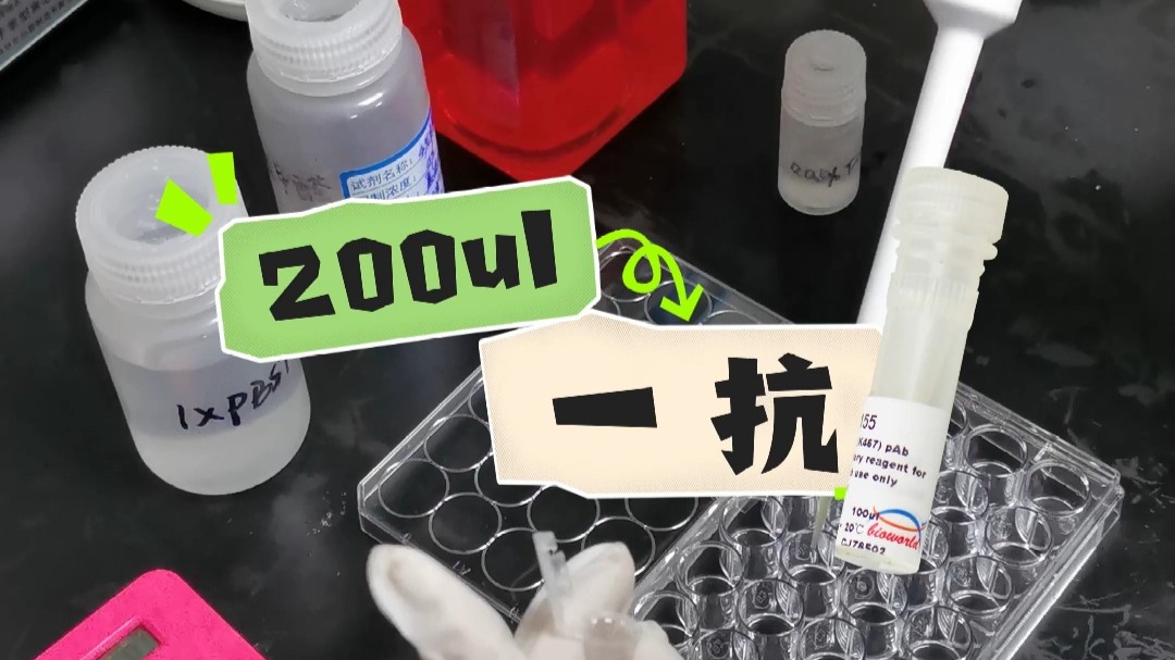 前辈手把手带你做免疫荧光啦！