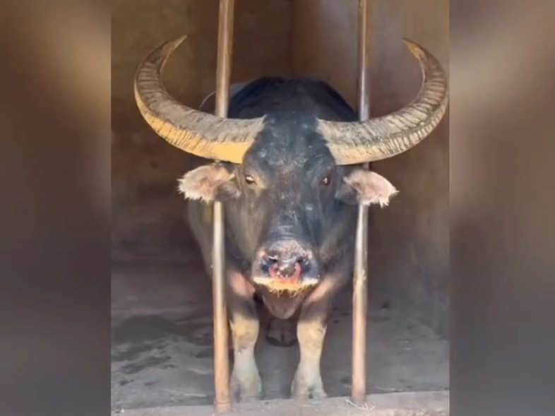 刚想说牛角怎么弄出来？直接秀了我一脸…#万万没想到##涨知识#