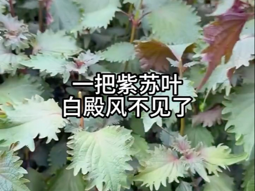 敷一敷紫苏叶，白殿风好了