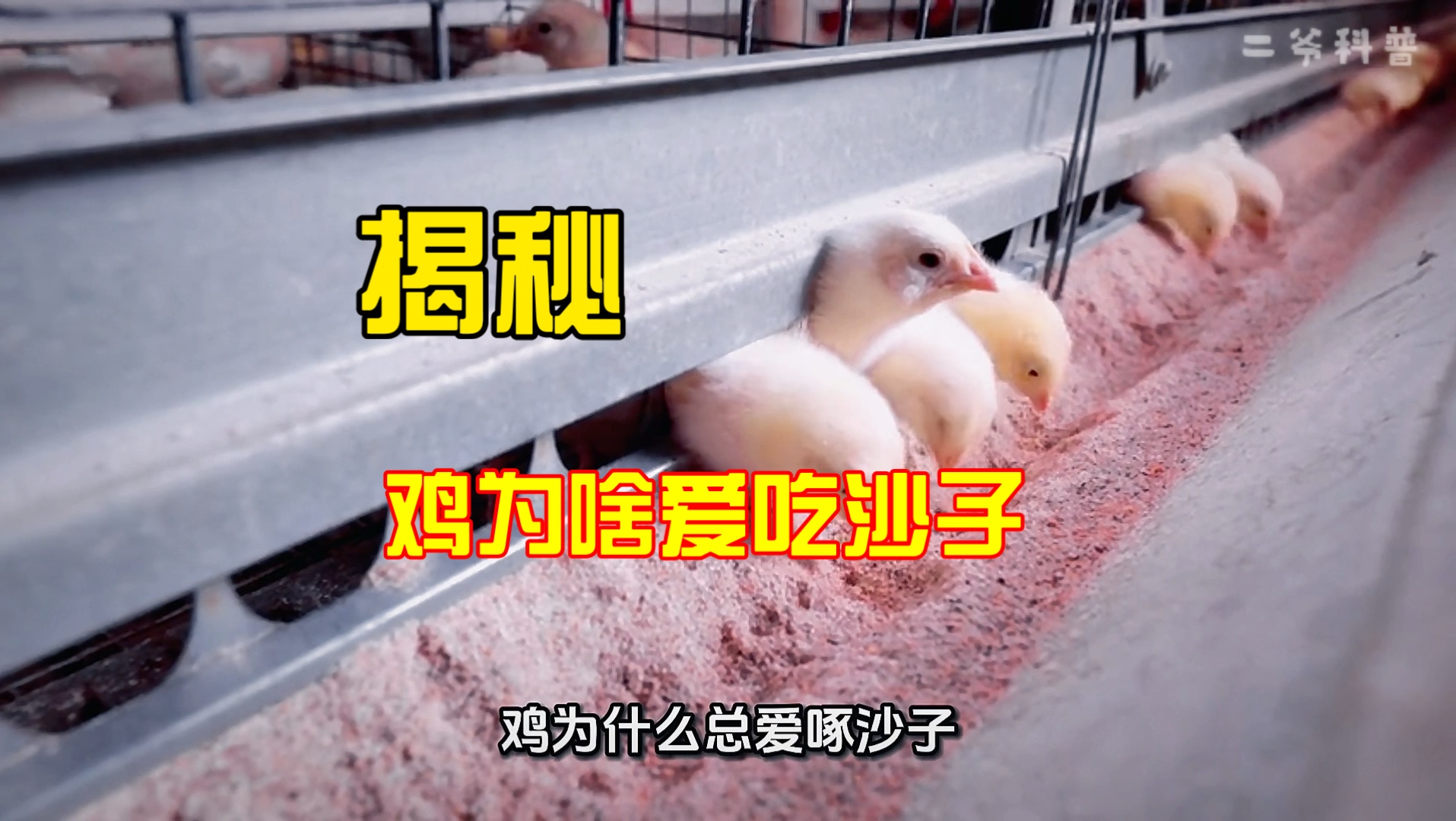 鸡为什么总比吃土？
