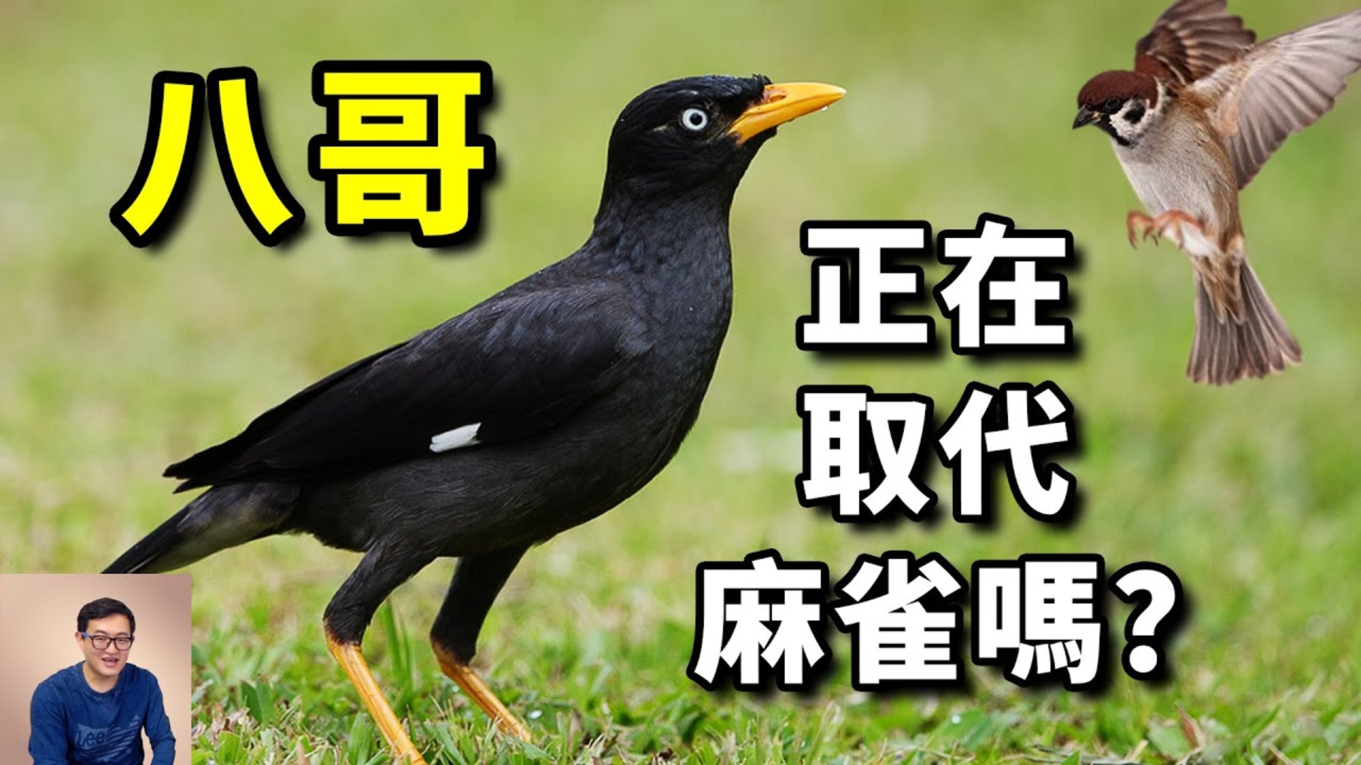 为什么八哥变得如此强势？竟然威胁到麻雀的地位！从会说人话的热
