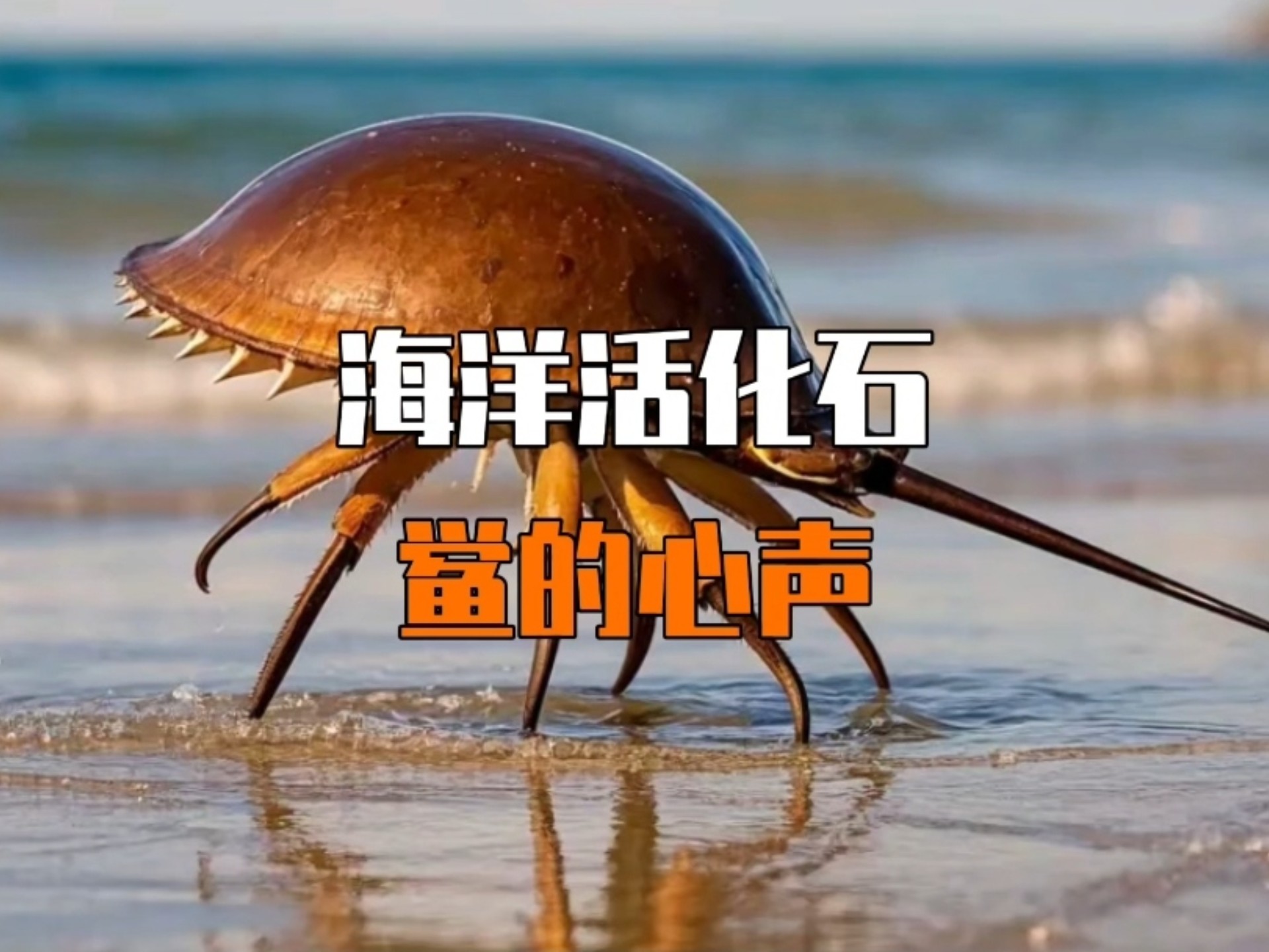 躲过5次大灭绝的鲎，为何倒在人类手术台？6万美金一升的蓝色血液