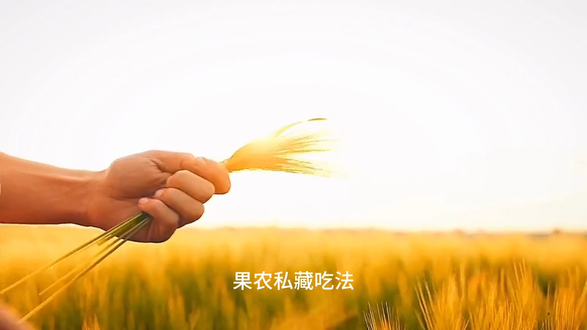 第11期升级版：实验室爆改水果界维C含量吊打32个苹果！这颗"黄金