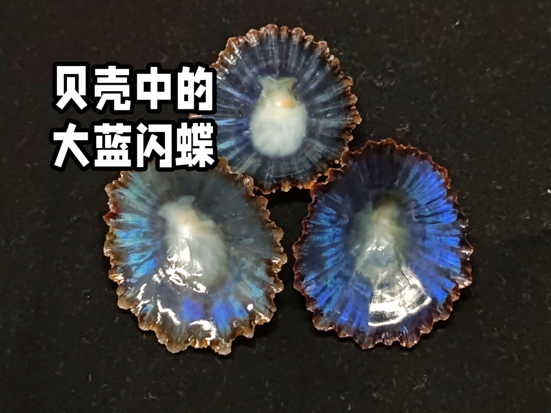 贝壳中的大蓝闪蝶，是什么物种？