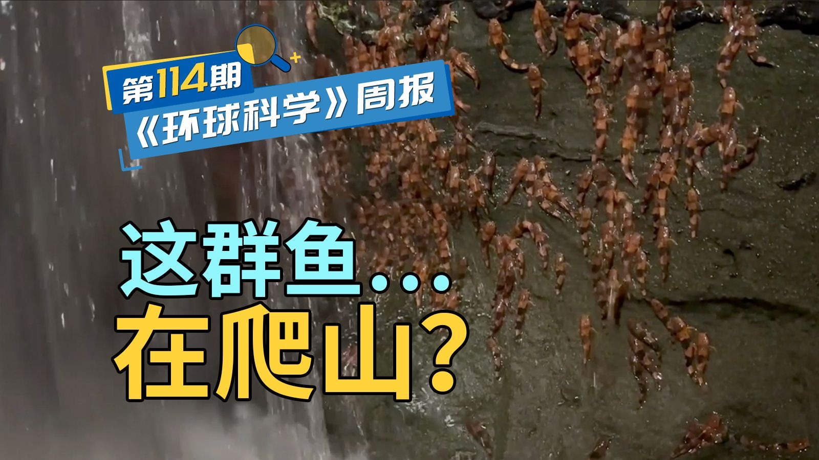数千条鱼同时攀爬瀑布悬崖，科学家首次记录震撼一幕｜《环球科学