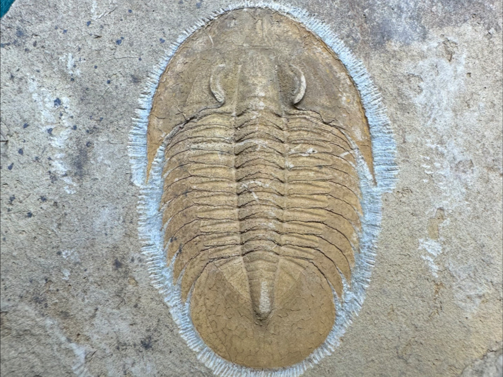 云南篇：副库斯虫的发现与揭露