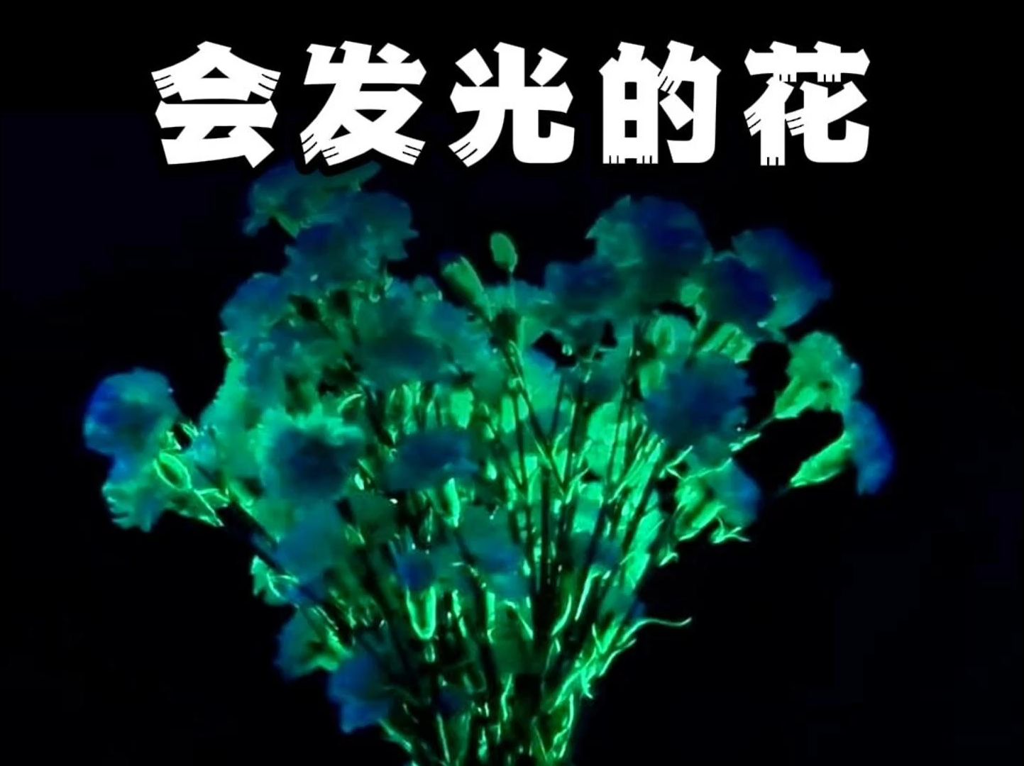 会发光的花