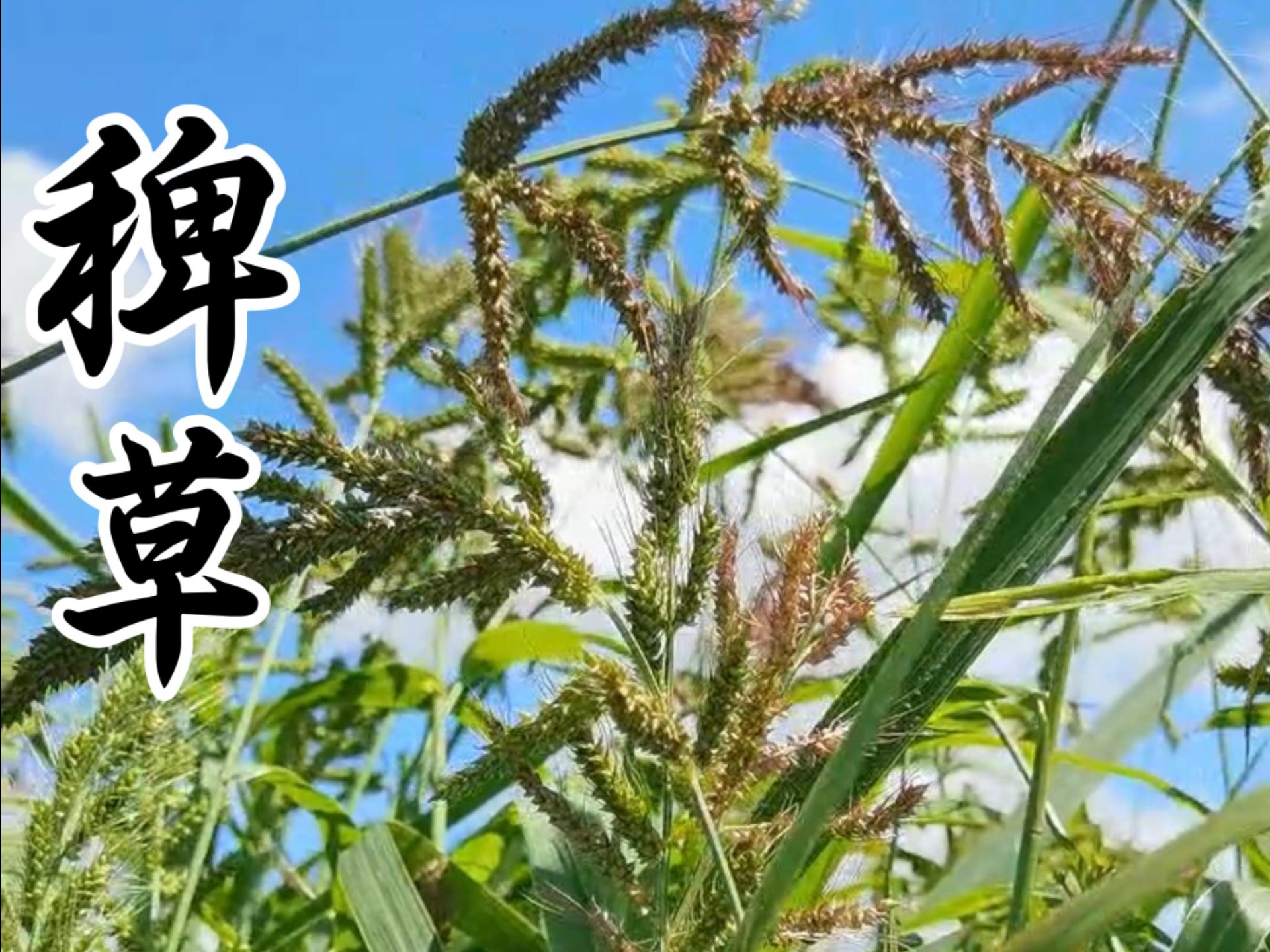 稗：农民恨之入骨的杂草，曾经也是人类的主粮