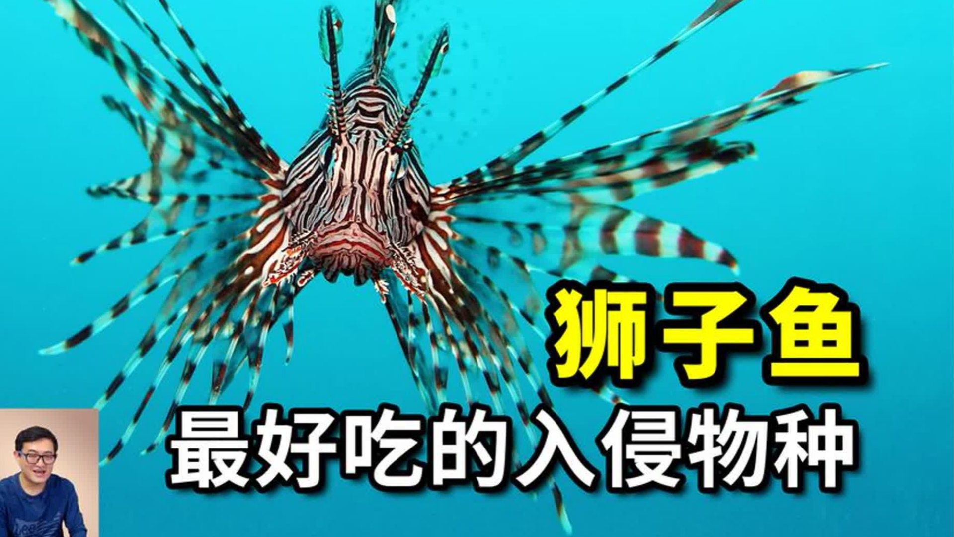 至今来路不明，但是足够好吃，酷似外星生物的入侵物种——狮子鱼