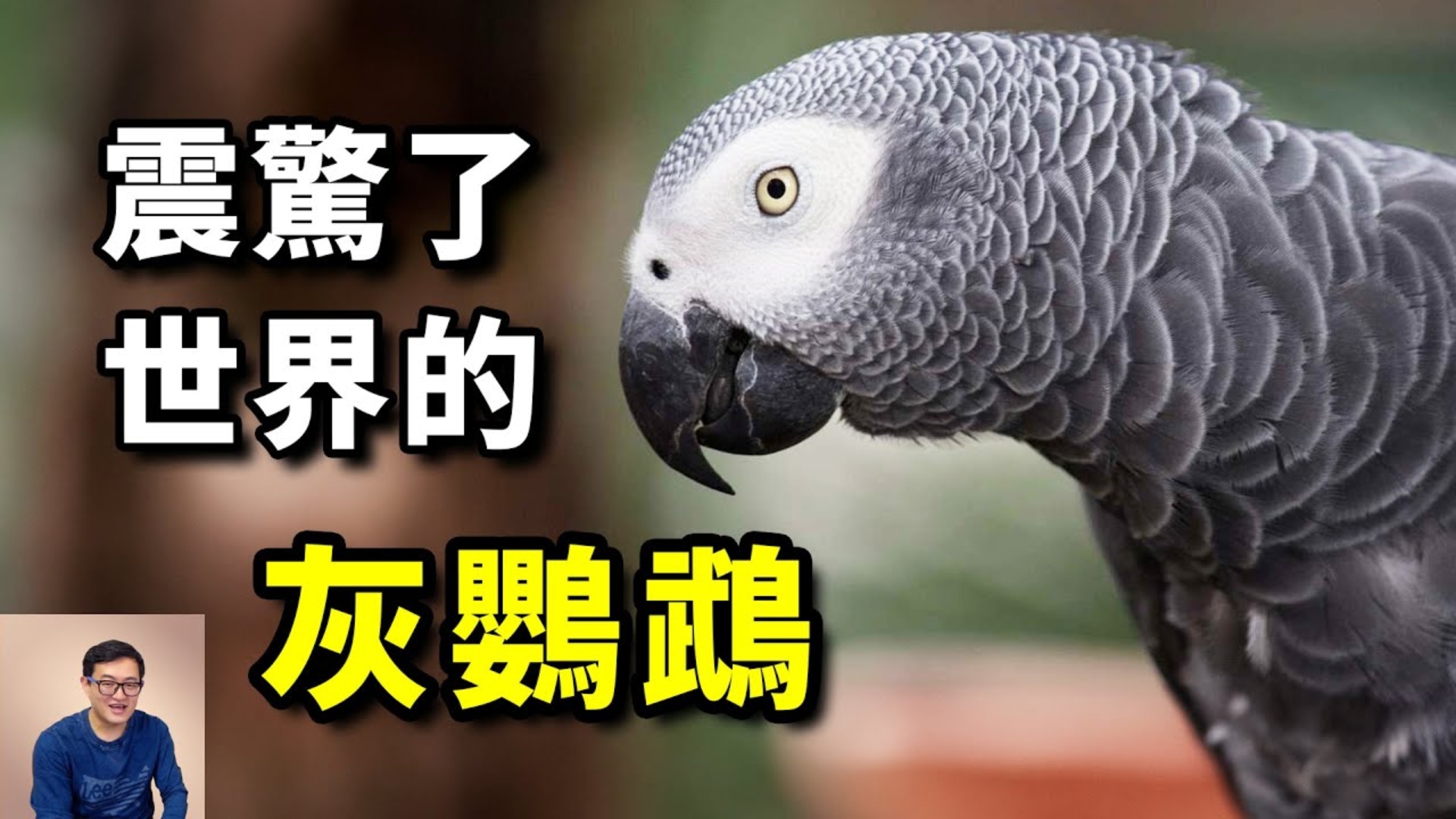 这只鹦鹉到底说了什么？竟然让科学界如此关注！史上最聪明的鸟—