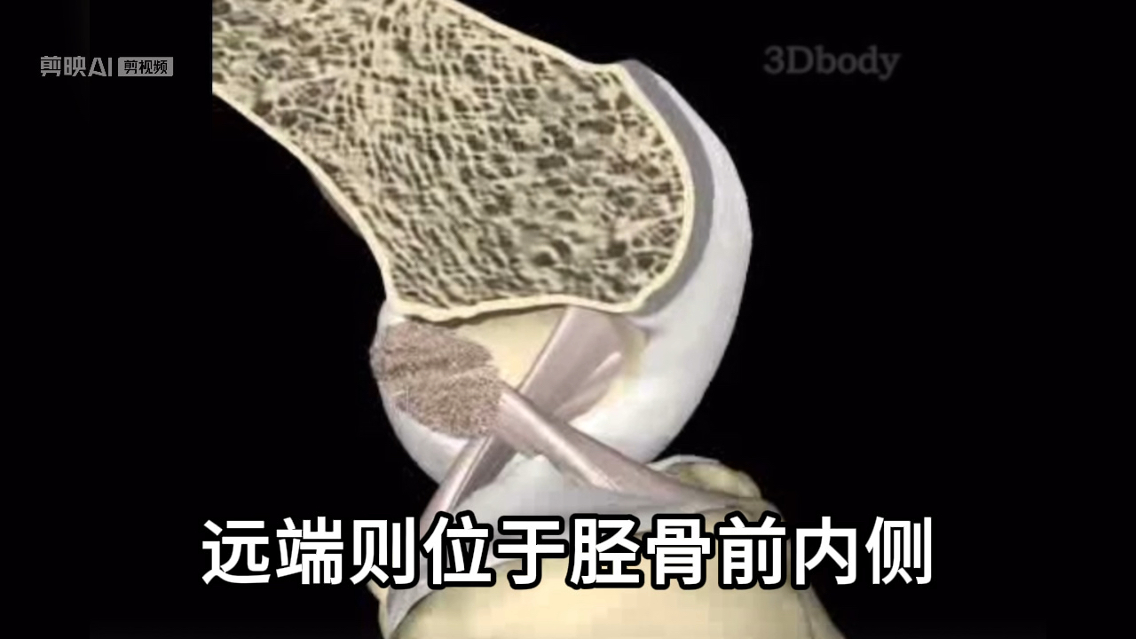 前交叉韧带在膝关节屈伸中的活动轨迹