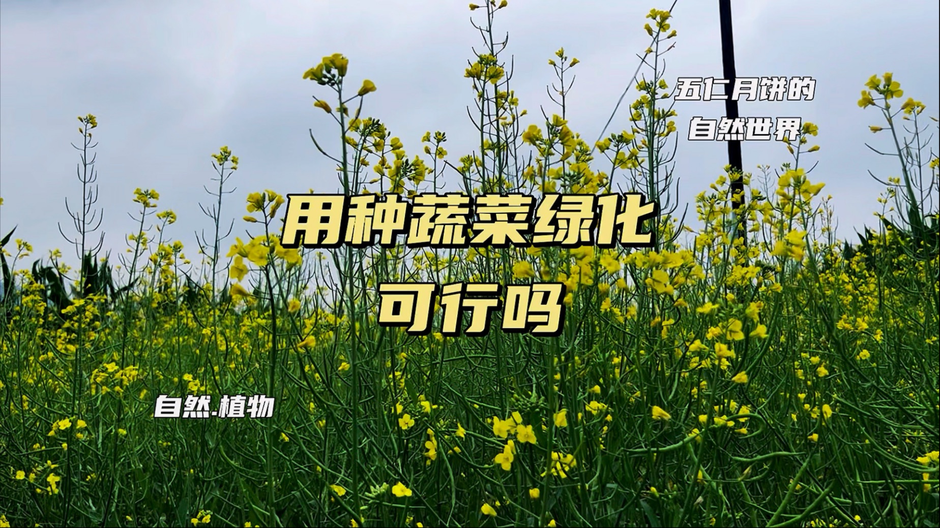 到处撒蔬菜种子能提高绿化吗？