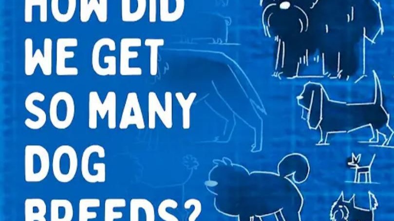 为什么有这么多不同种类的狗？