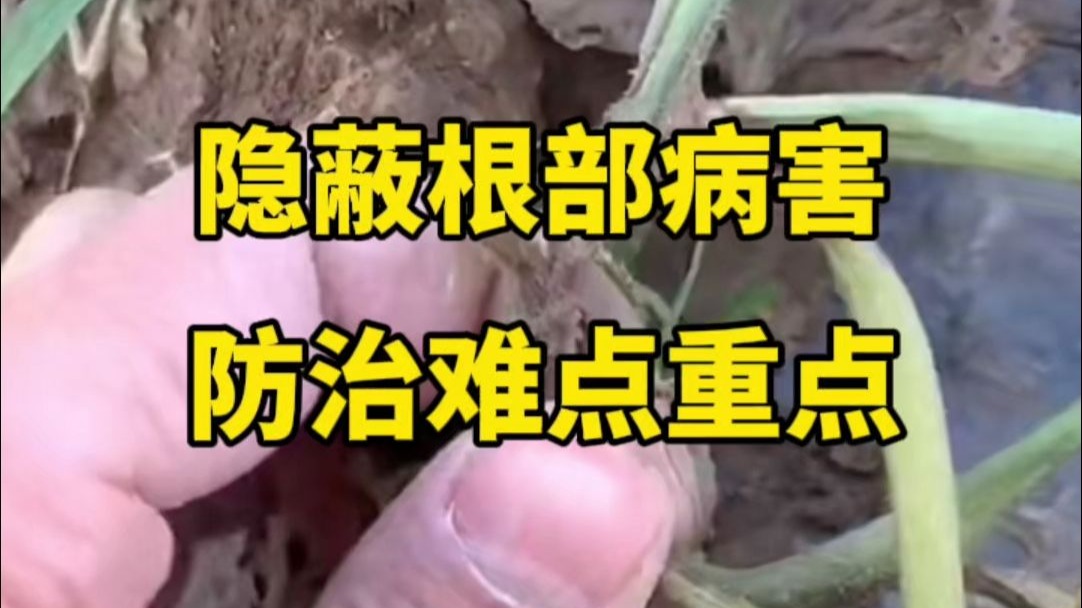 隐蔽根部病害防治难点重点！