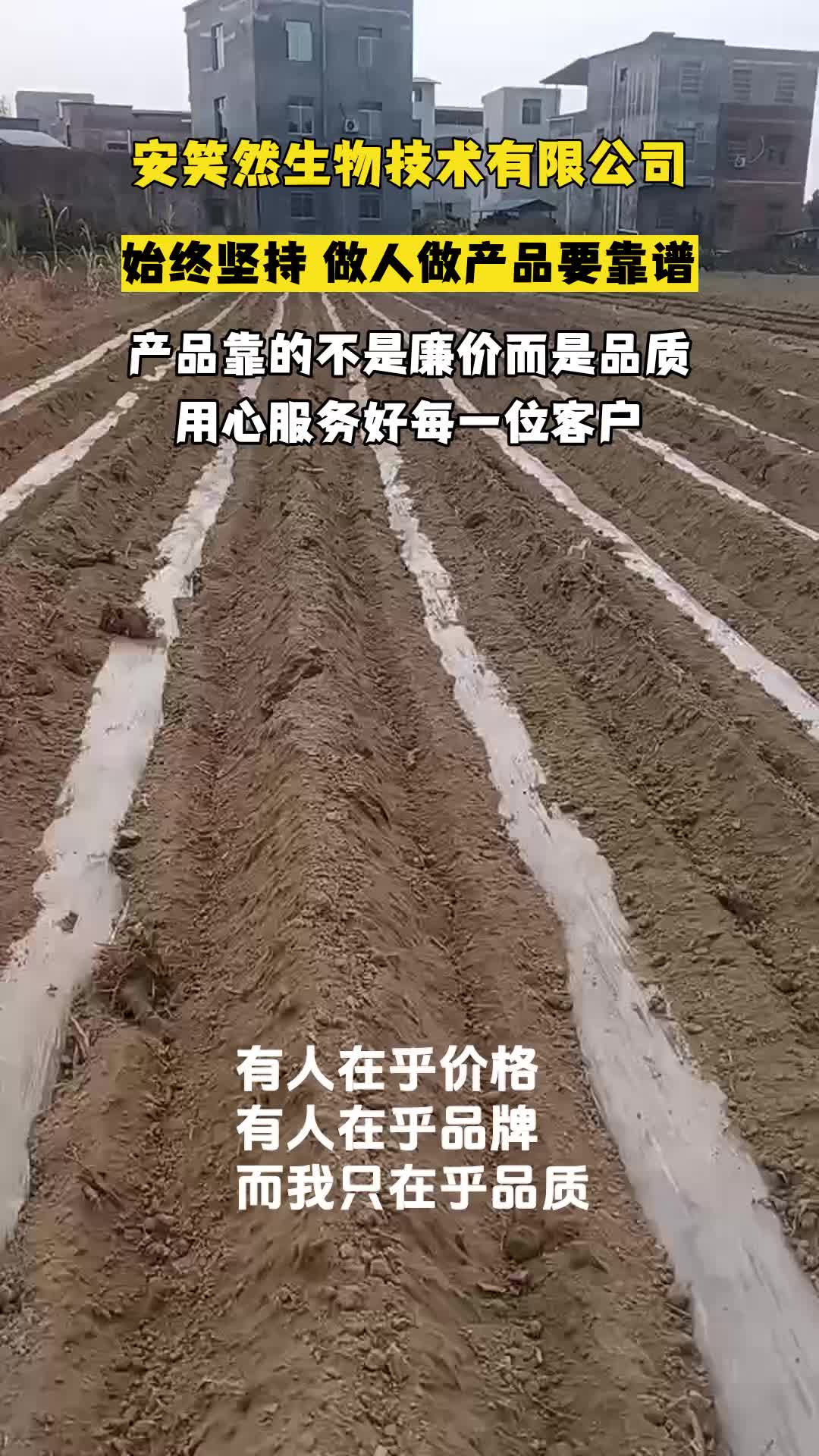 糖料蔗宿根蔗篼