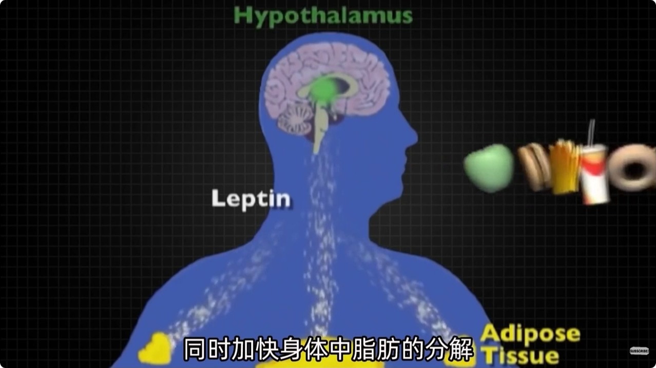 吃瘦素、减肥药真的能瘦吗，真相令人唏嘘！