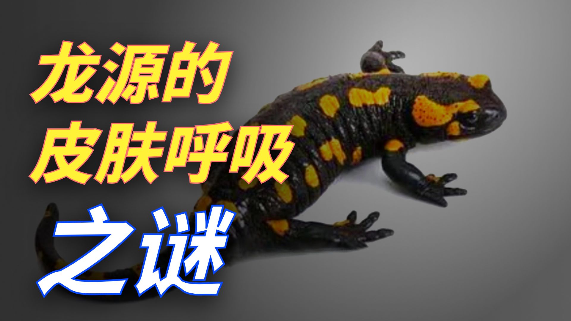 为什么蝾螈能粘住蛇？中英字幕