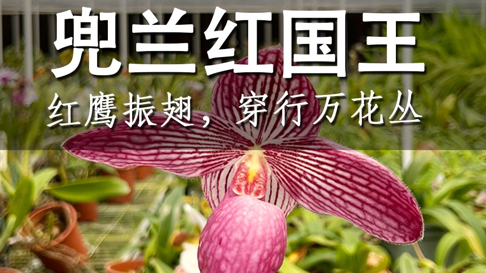 【好花】兜兰红国王，红鹰振翅，穿行万花丛