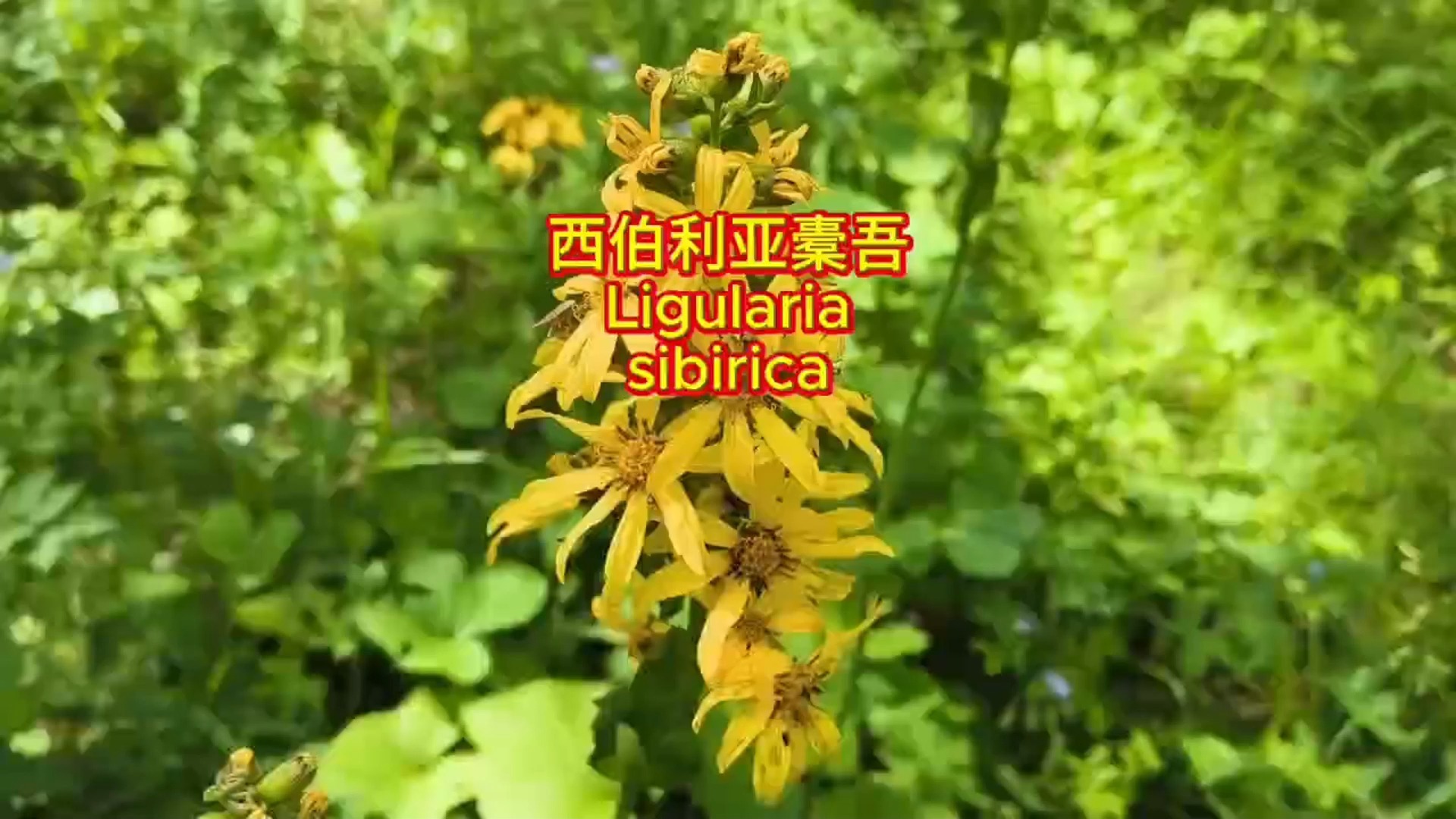 兴安寻宝丨西伯利亚橐吾