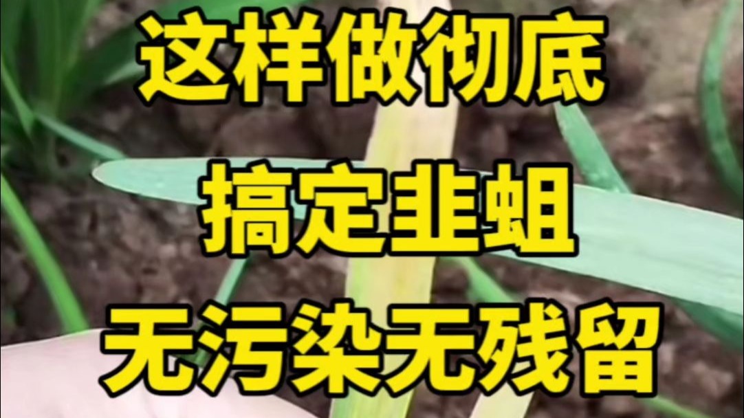 这样做彻底搞定韭蛆！无污染无残留！