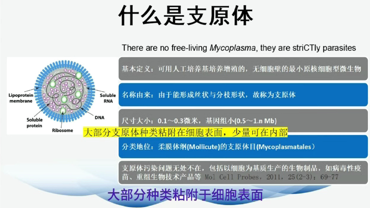 翼和生物 支原体检测 课堂~01~什么是支原体