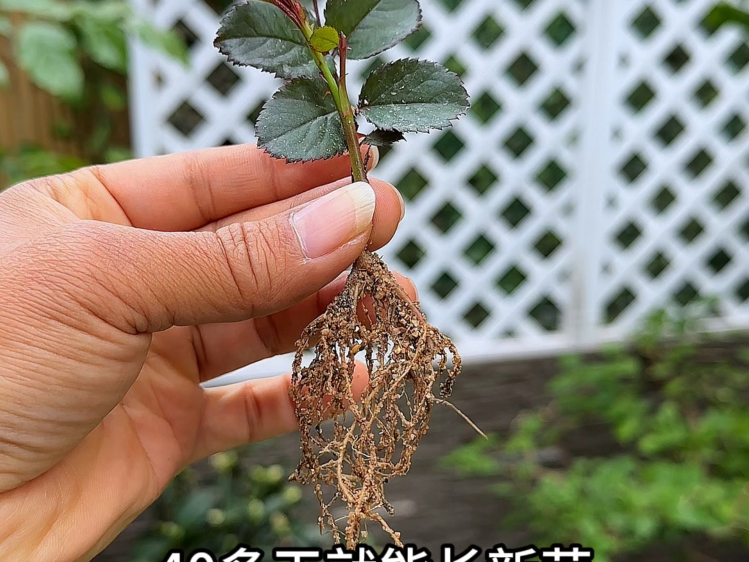 有了这些方法很多花，不用花钱买 #花卉绿植 #养花 #种植小技巧