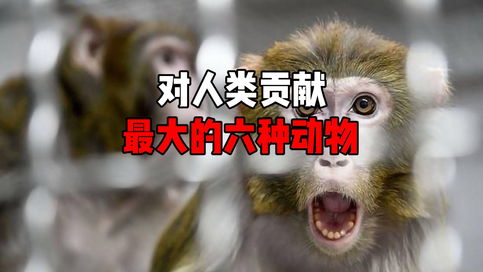 替人类负重前行的六种动物，每一种都是拯救世界的无名英雄！