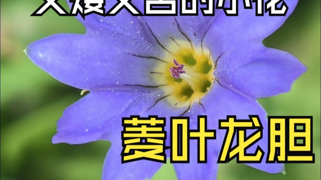 菱叶龙胆，它的小花美到让人窒息
