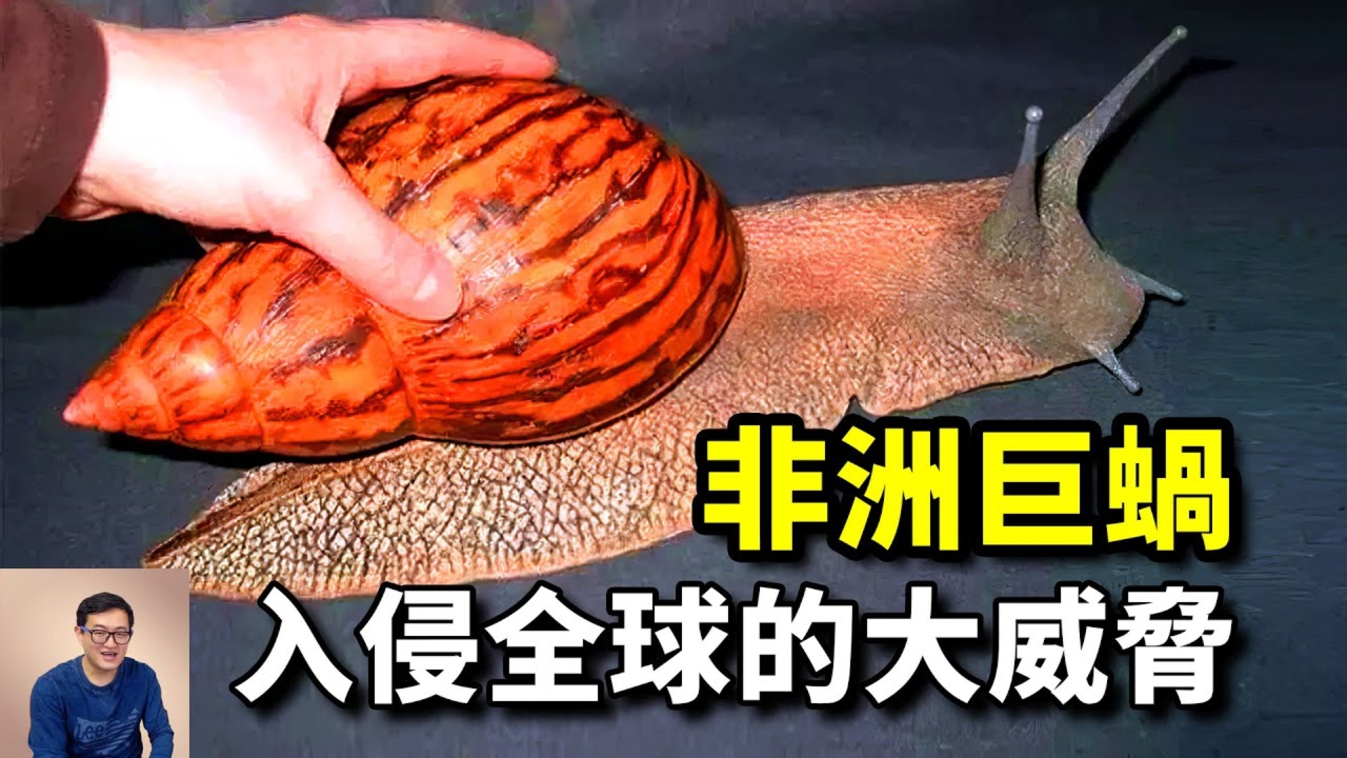 30年前的灭门惨案，竟与非洲大蜗牛有关！引发连环入侵的，世界百大