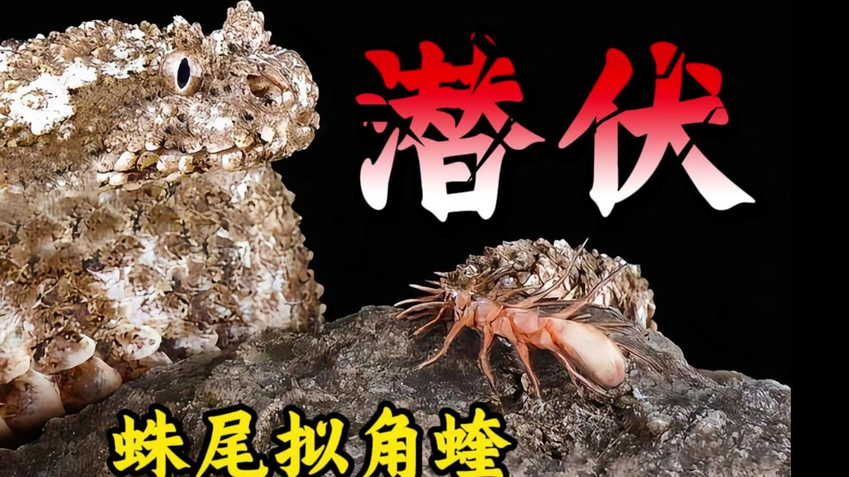 动物界的伪装大师，人类距其三米也无法察觉