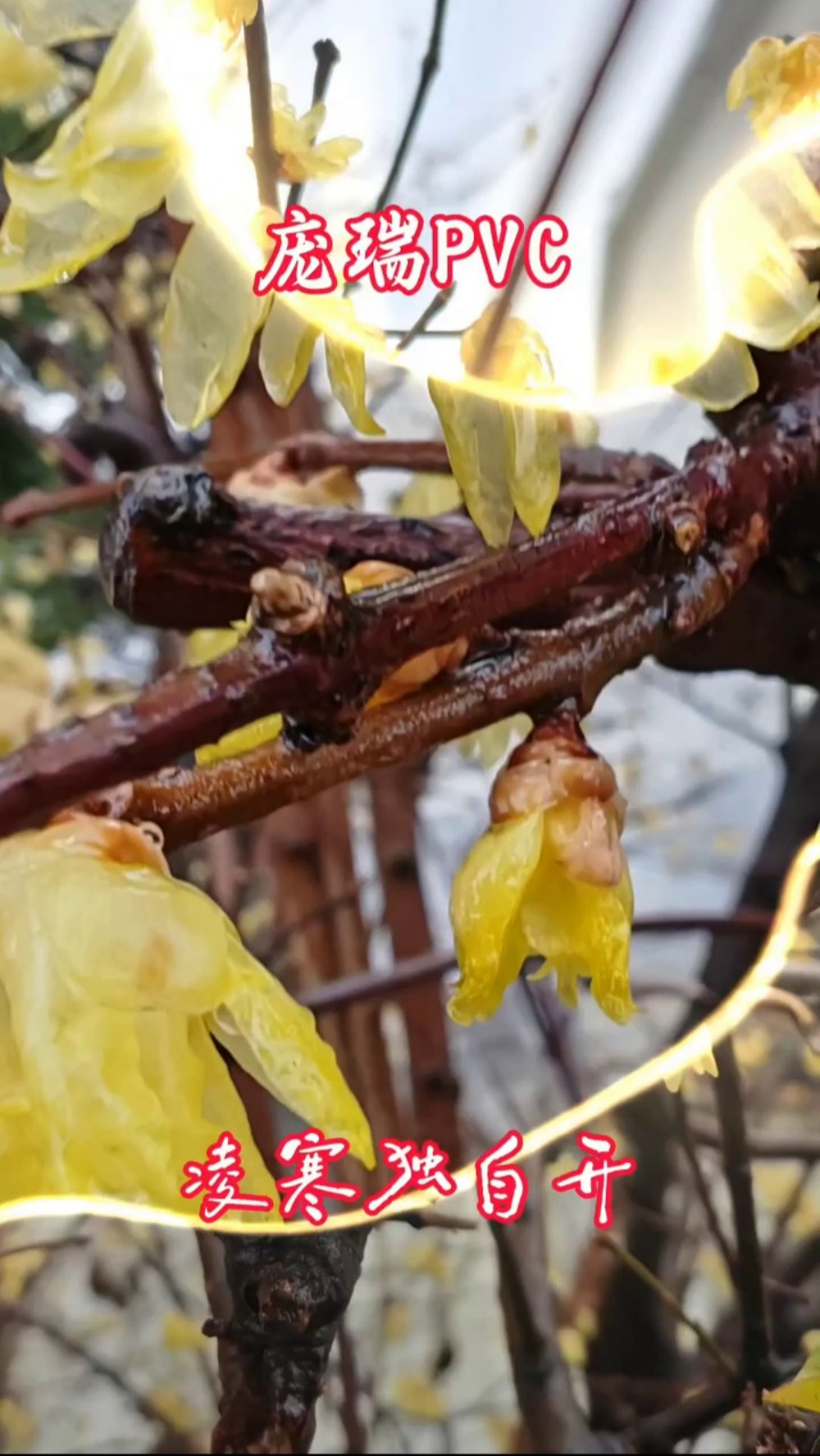 庞瑞PVC给大家拜年