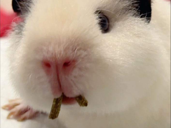 猪妞我啊只是想享福罢辽