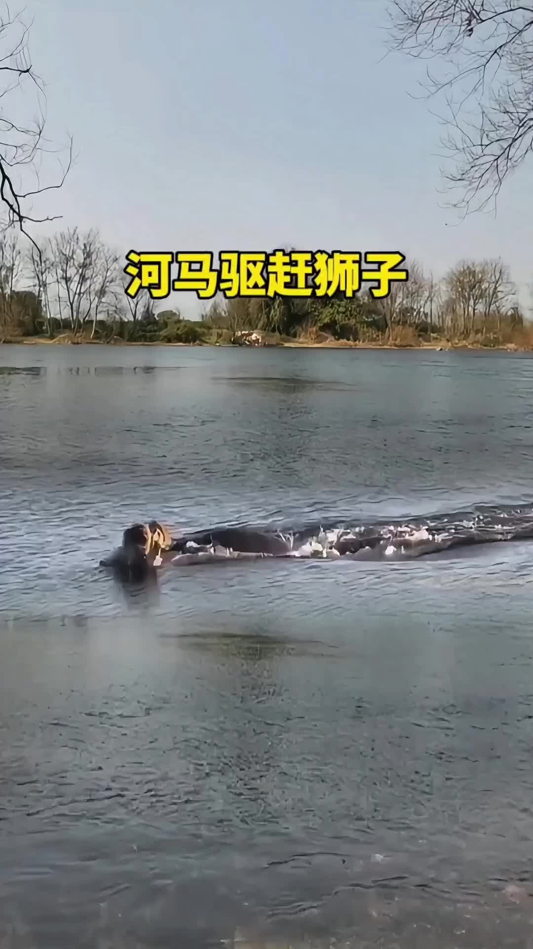 河马在水里驱赶狮子#动物世界 #动物搞笑视频 #河马 #狮子#弱