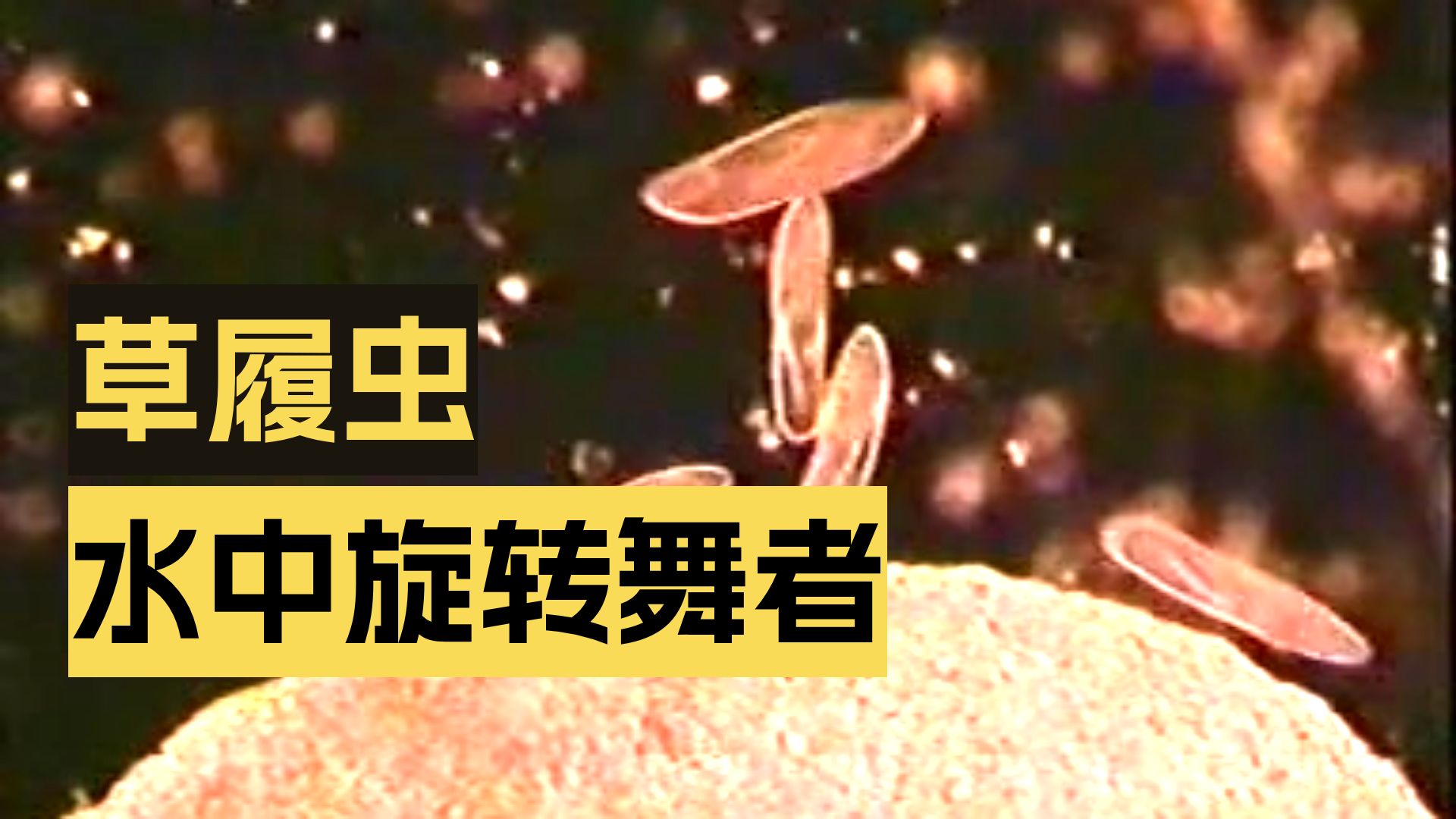 1_1.1 草履虫的生命活动