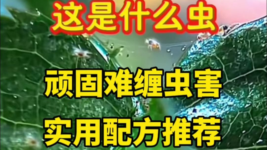 顽固难缠虫害实用配方推荐！