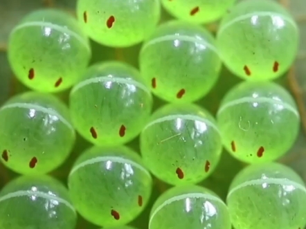 科普17种不同的蛋蛋你认识吗？