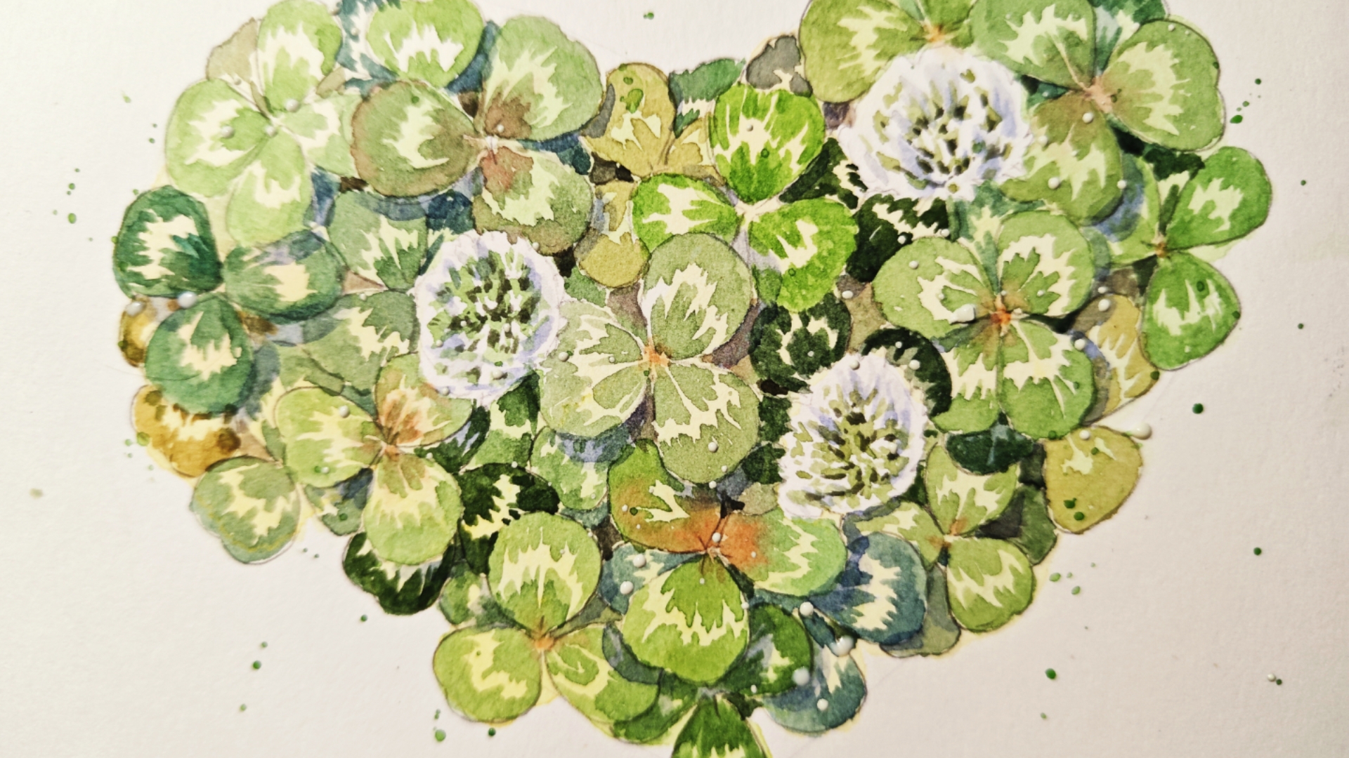 原速水彩过程丨负形白花苜蓿